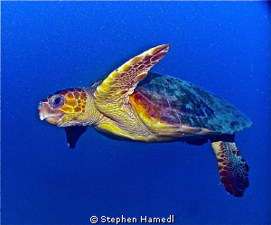 Sea Turtle at 80 feet.  We were at about 80 feet when thi... by Stephen Hamedl 